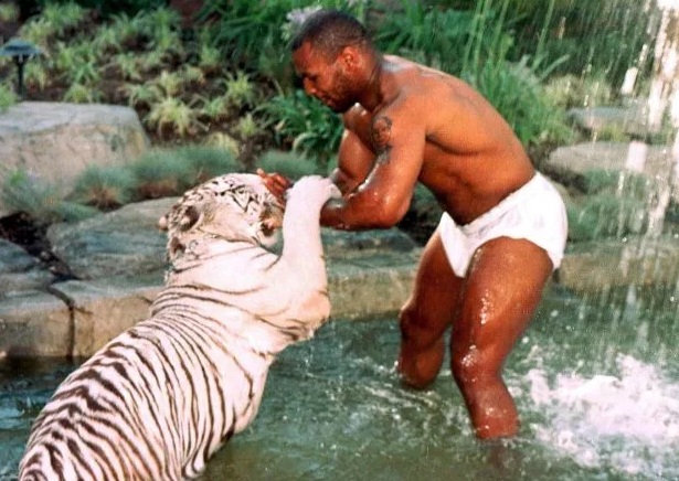 Как Майк Тайсън си взе бял тигър